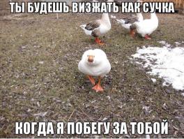 Трёхколёсный велосипед....и гуси за спиной...До сих пор кошмары.