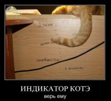 О чем на самом деле думают коты (16 фото)