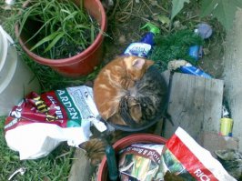 20 котов, которые пожалели о том, что сделали