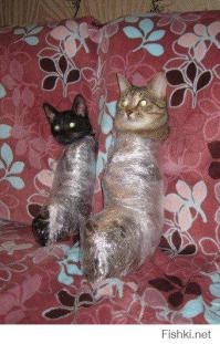 Котейки клевые =)

А вот так это надо голову отрывать хозяевам...