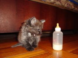 Нашел на улице голодным и ооочень маленьким, 2-3 недели было ему...весь в блохах...просто бегали по нему.
А вырос таким вот...на фото ему 1,5 года...25 июля будет 3 года....прсто пушистик)