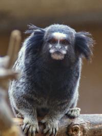 Неведома зверушка