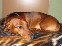 Да, выведены в германии. Привет вашей таксе от нашего!