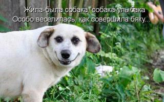 22 невероятных факта о собаках 