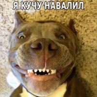 22 невероятных факта о собаках 