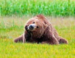 Пора освободить Киев вновь