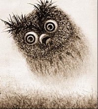 Великолепные совы глазами фотографов со всего мира