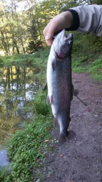 Форель лососевых пород, советую, очень вкусно!