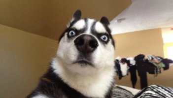 Животные, которые не знали о скором возвращении хозяина