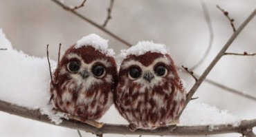 Животные, которые не знали о скором возвращении хозяина