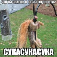 Животные, которые не знали о скором возвращении хозяина