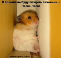 25 животных, которые знают, как надо правильно просить печеньки