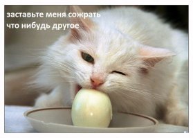 Чем нельзя кормить котов