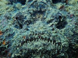 Марианская впадина (26 фото+текст)