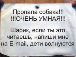  Пропала собака. Помогите найти