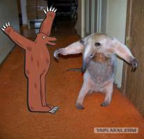 Бойцовый муравьед против кенгуру