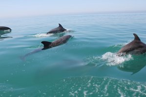 Мы ездили на весь день в горы к озеру Рица, по пути захватывая "Голубое озеро", "мужские слезы" и "женские слезы", может еще какие-"слезы" там есть, не знаю))) еще в "каменном мешке" были, но по моему, как раз через него путь к Рице идет. Еще в один день, ездили в Новоафонскую пещеру, а после нее в Новоафонский монастырь, захватив по дороге красивый парк и озеро с лебедями. Катались в Пицунду, гуляли там среди огромных деревьев и ходили по огромной набережной. На набережную в Гагры ездили ( были в ресторане Гагрипш, в Сухум ездили ( ботанический сад и типа зоопарка с обезьянами). В какие еще крепости ходили, уже и названия не вспомню. Аа, еще ездили ээ не помню как называется, там осетровых разводят, очень красивое место, сверху еще монастырь стоит, забраться в которой, наверно, только альпинисты могут. Ну а самое прекрасное. это чистое море... с дельфинами. Взяли на прокат водный мотоцикл, отплыли чуть чуть от берега и вот они: