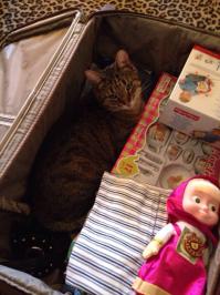 Хозяйка, крутись как хочешь, но я еду с тобой!