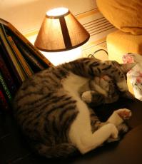 Наши так спят))