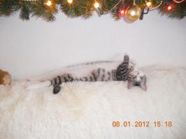 Наши так спят))