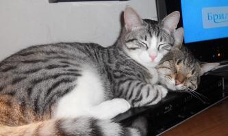 Наши так спят))