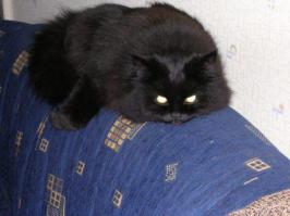 Кошки – тогда и сейчас