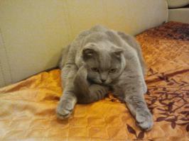 Коты они разные бывают.