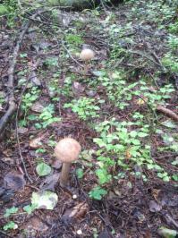 Утром с мужем поехали за брусникой... 2 пакета маслят, 1 корзинка подберезовиков с подосиновиками, 1 корзинка полам опят и лисичек, ах да брусники набрали 14литров. Сижу ем картофельное пюре с подливой из подберезовиков со сливками. Нас и в Питере не плохо кормят!