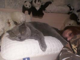 Странно нет моего кота!