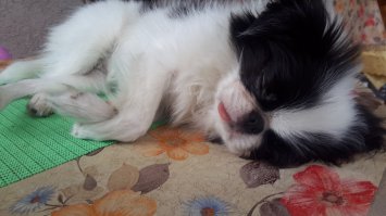  Эти забавные животные!