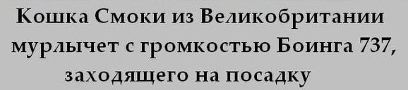 Мне вот интересно, что будет с человеком, если такой котейка мурлыкнет рядом ) с громкостью боинга то :)