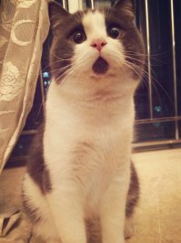 А еще на просторах интернета популярен вечно удивленный кот )
