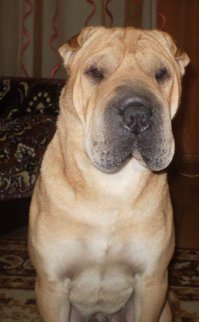 17 потрясающе милых собачек в морщинках