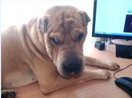 Собаке 7 лет фоток миллион) любимец семьи