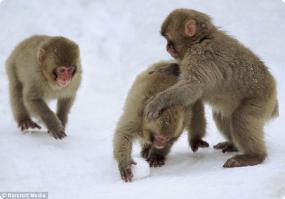 40 очаровательных животных в снегу