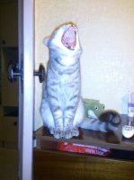 Сорри за оффтоп )) Мой котофеич негодуэ!