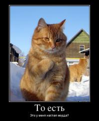 Кот  Барбадос