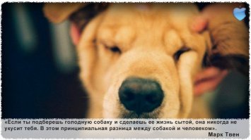 Зачастую собака самый преданный друг человека.