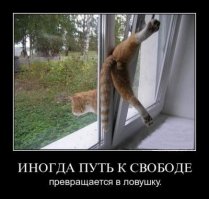 Спасение собаки