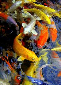 Я за 500р 10 сантимитровых месяц назад в пруд купил