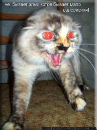 Какие породы котов самые дорогие в мире