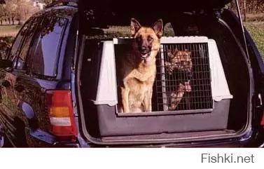 Как перевозить животных в автомобиле