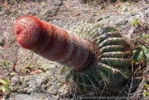 Цветение кактусов 