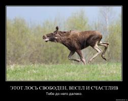 Щенки, брошенные в лесу