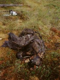 КАПАЮ ПОСТОЯННО И ВЕДАЛ ПОСТРАШНЕЕ
Найденный через 55 лет после гибели советский летчик Борис Александрович Лазарев. Истребитель «Харрикейн» сержанта Лазарева из 760-го смешанного авиационного полка 259-й иад 7-й ВА Карельского фронта был сбит в ходе воздушного боя 21 февраля 1943 года немецким летчиком-асом обер-фельдфебелем Рудольфом Мюллером из 6-й эскадрильи «Экспертенштаффель» (6/JG5 «Expertenstaffel») 5-ой истребительной эскадры Люфтваффе и упал в болото в 40 километрах от г. Лоухи Карело-Финской ССР (современная республика Карелия). Советский лётчик не успел покинуть самолёт и погиб в момент удара об землю.

Самолет с останками пилота был поднят из болота в 1998 году Санкт-Петербургской поисковой группой «Высота». Болотистая местность, бензин и масло из двигателя истребителя не позволили истлеть телу погибшего лётчика. Только лицо пилота было размозжено об приборную панель, а ступни были оторваны. В кабине пилота были найдены летные очки и самодельный нож с нанесенной на нем надписью «Другу Боре во второй год войны», на поясном ремне летчика висел пистолет ТТ, в карманах комбинезона были обнаружены красноармейская книжка, комсомольский билет, два письма и патроны от пистолета россыпью.

Сержант Лазарев с подобающими ему почестями похоронен на мемориальном военном кладбище в поселке Чупа Лоухского района Карелии. Детали найденного самолета были использованы при реставрации другого найденного «Харрикейна» для экспозиции Центрального военно-исторического музея на Поклонной горе в Москве. Родственники погибшего до сих пор не найдены.