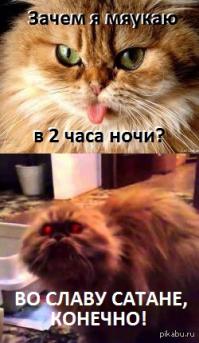 Если увидит круг - обязательно в него сядет