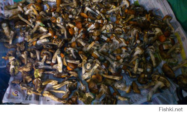 Я пешком еле вынес из леса...