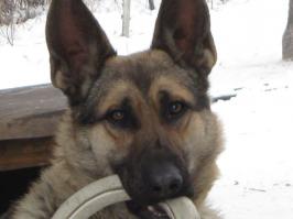 История одного арбуза