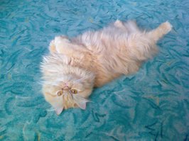 мда... а моя Дуська всех укладывала спать... уже после 10-ти вечера начинала беспокоиться почему никто не спит).. потом, шла к сыну, лежала возле его подушки и тарахтела пока он не уснёт... после перебиралась ко мне, старалась чтоб мордочкой обязательно в моей ладони... и снова тарахтит пока не усыпит)..