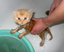 Не   растерялась